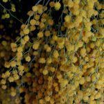 Desafío color amarillo