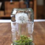 Cómo preservar un diente de león